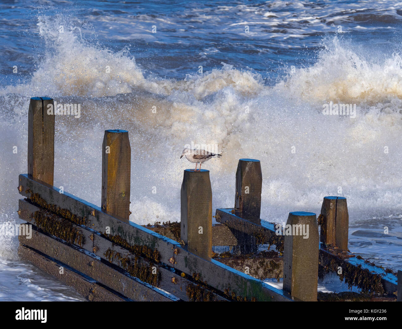 Gabbiani di aringa Larus argentatus che si nuce in un mare accidentato sulla costa norfolk Foto Stock