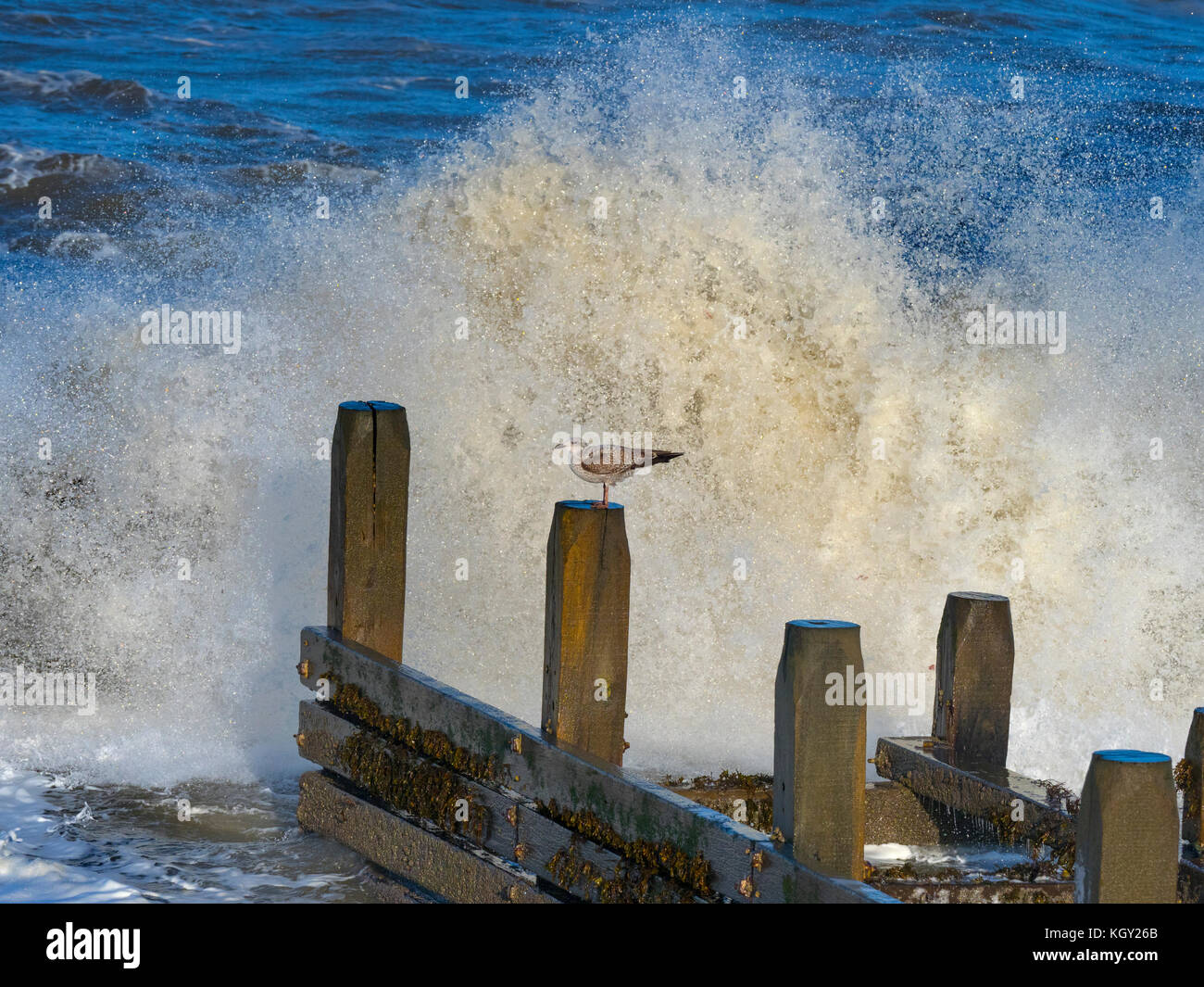 Gabbiani di aringa Larus argentatus che si nuce in un mare accidentato sulla costa norfolk Foto Stock