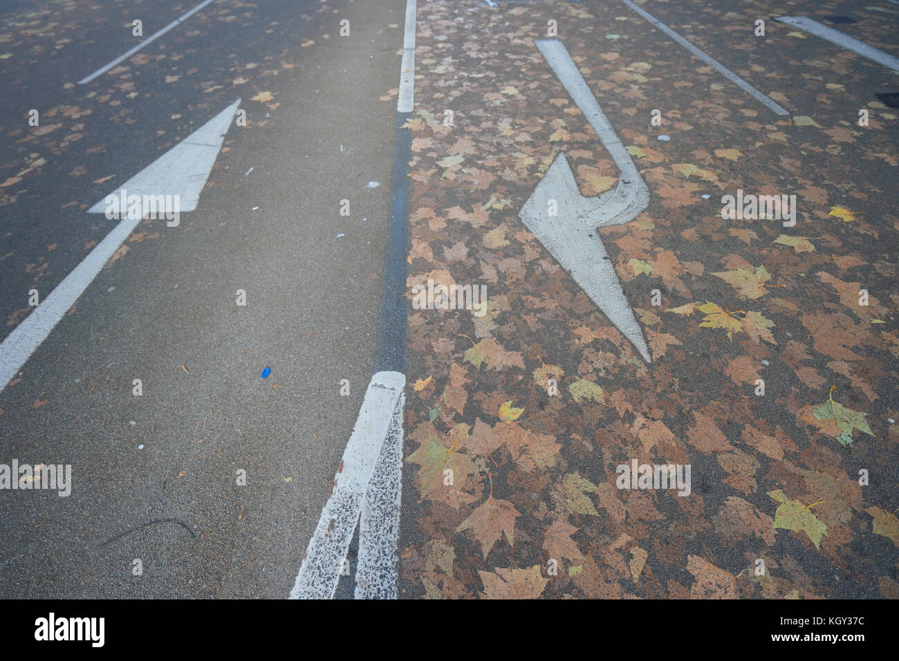 Luci per la circolazione su strada i contrassegni e foglie di autunno su una strada di Londra. photo Data: giovedì, 9 novembre 2017. foto: roger garfield/alamy Foto Stock
