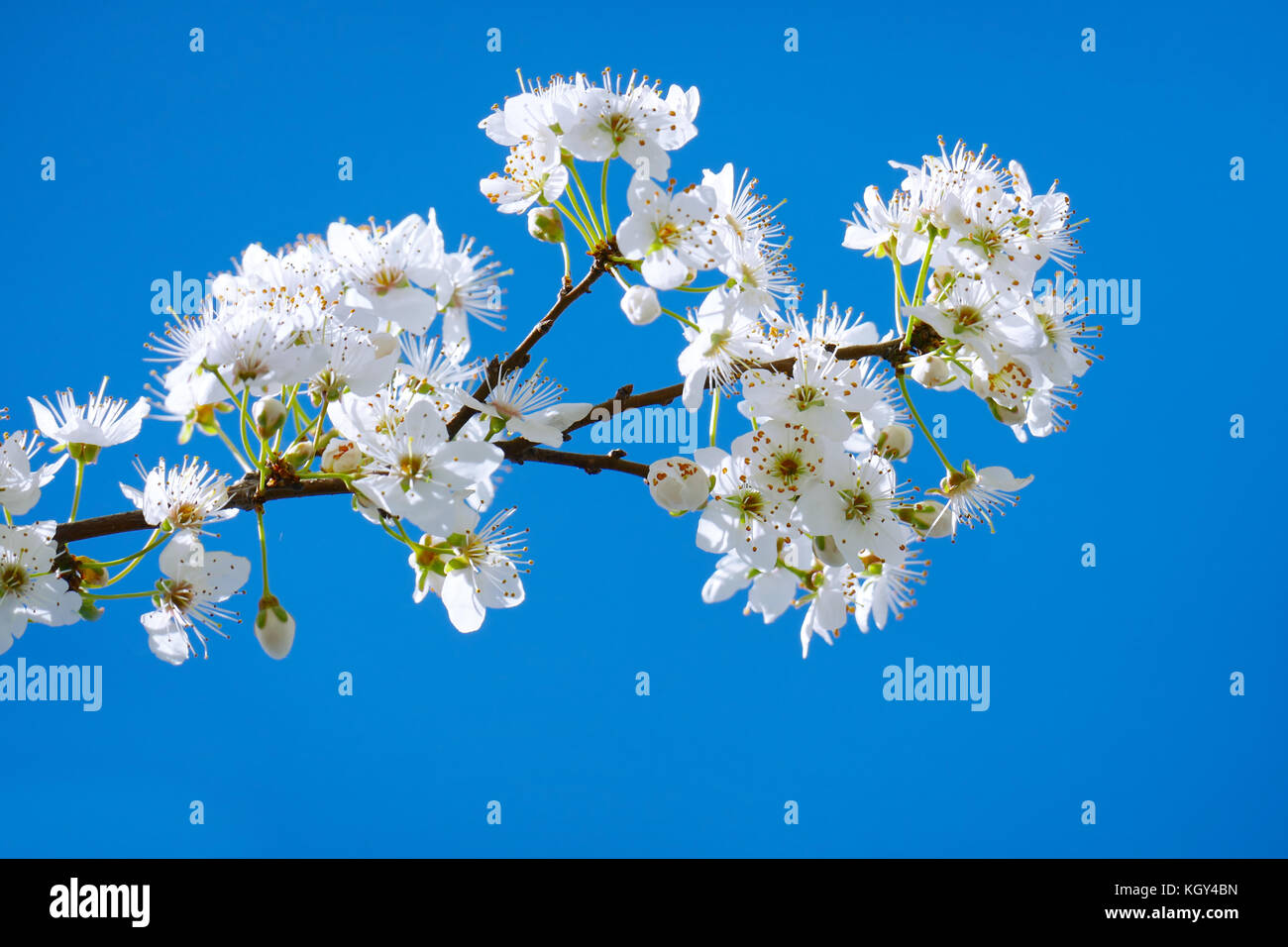 Il ramo con la fioritura susino su uno sfondo luminoso cielo blu Foto Stock