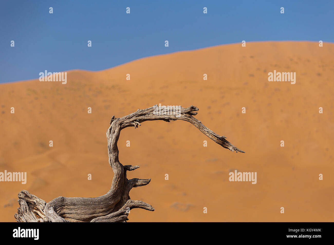 Albero nel deserto, badain jaran Foto Stock