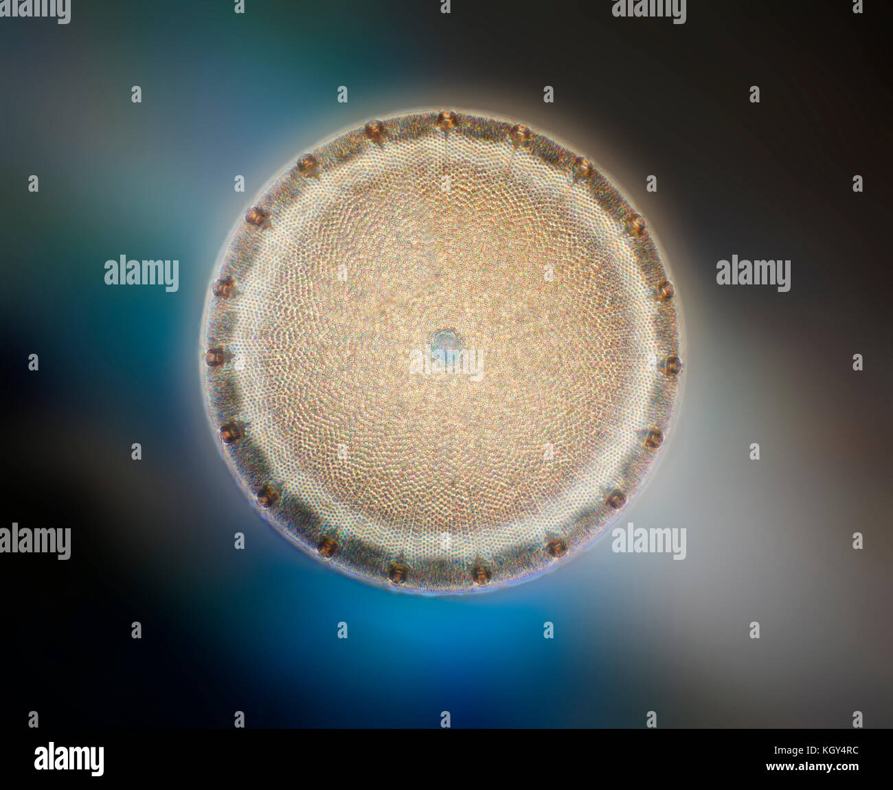 Diatomee oreganus Aulacodiscus, campo oscuro fotomicrografia Foto Stock