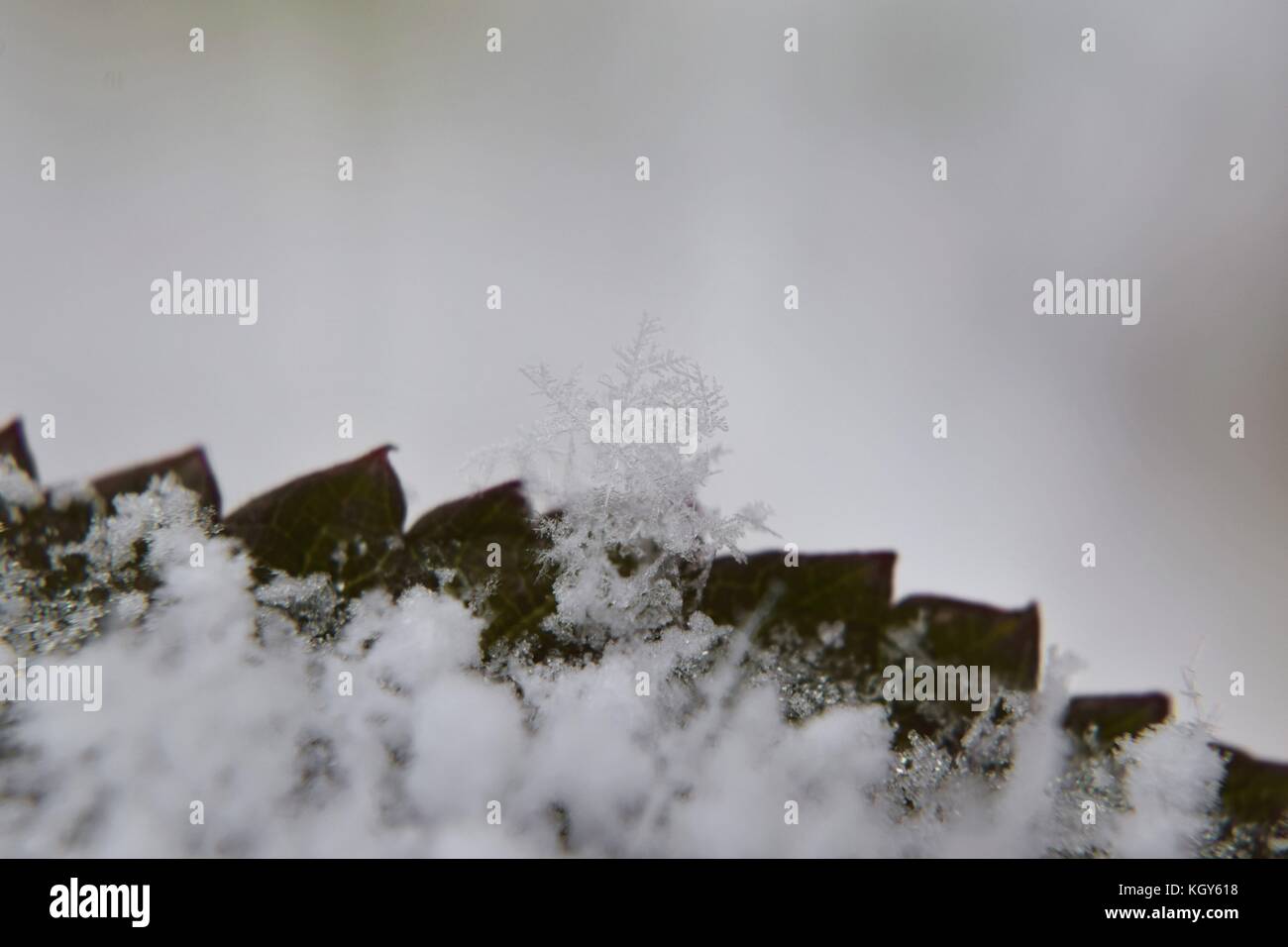 Close up di fiocchi di neve sul bordo della foglia durante le prime nevicate Foto Stock