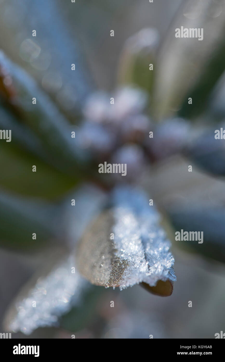 Frost cristalli formati su foglie di azalea Foto Stock