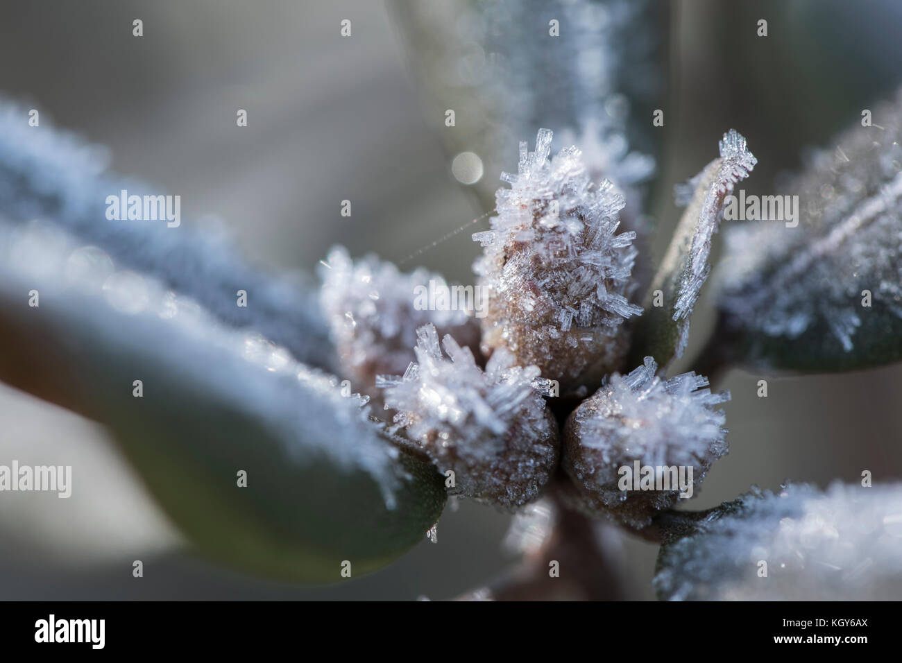 Frost cristalli formati su foglie di azalea Foto Stock