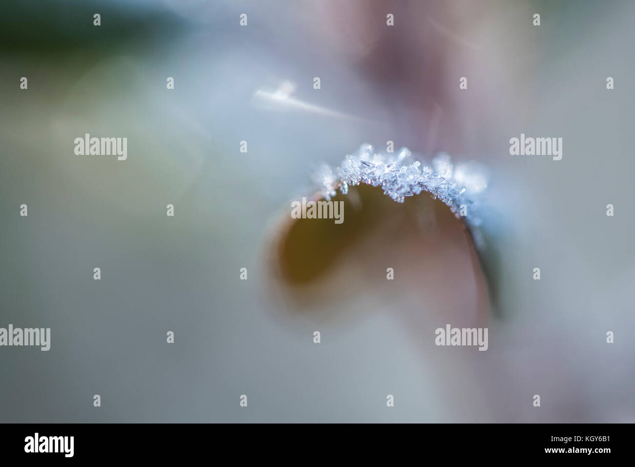 Frost cristalli formati su foglie di azalea Foto Stock