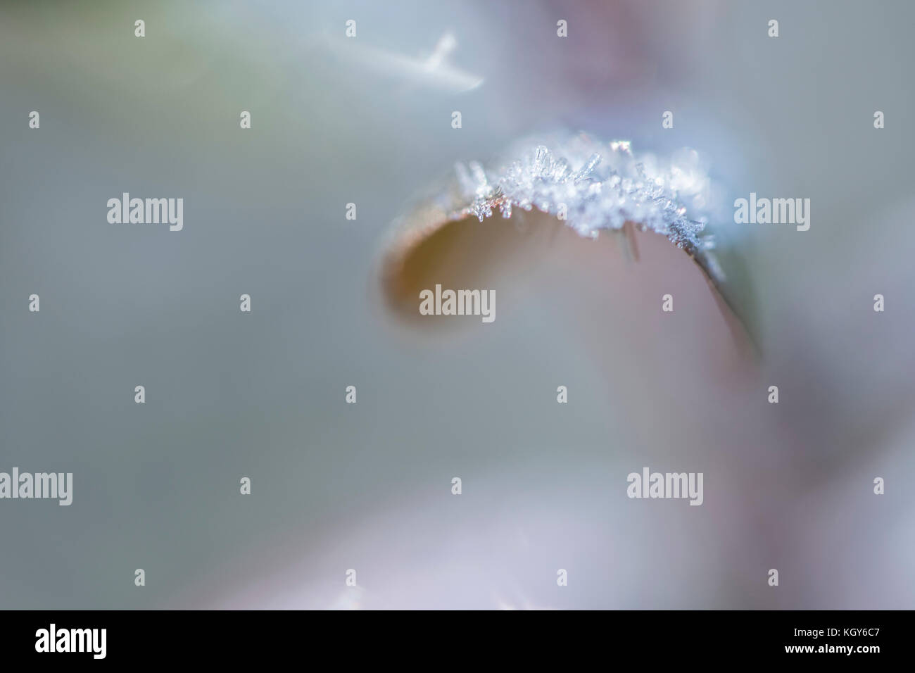 Frost cristalli formati su foglie di azalea Foto Stock