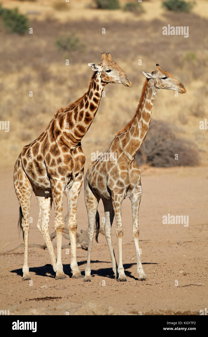 Giraffe (giraffa camelopardalis) nel deserto habitat, deserto Kalahari, sud africa Foto Stock