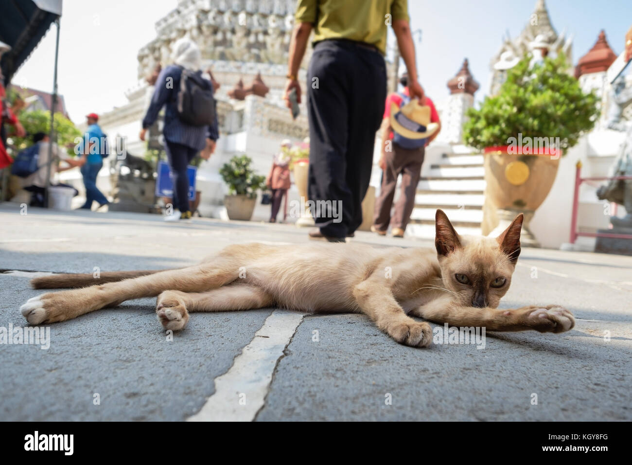 Street cat leccare il suo corpo alla stessa pulita e rilassante al mattino Foto Stock
