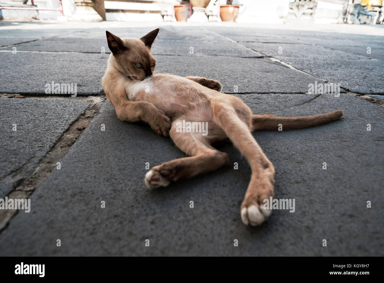 Street cat leccare il suo corpo alla stessa pulita e rilassante al mattino Foto Stock