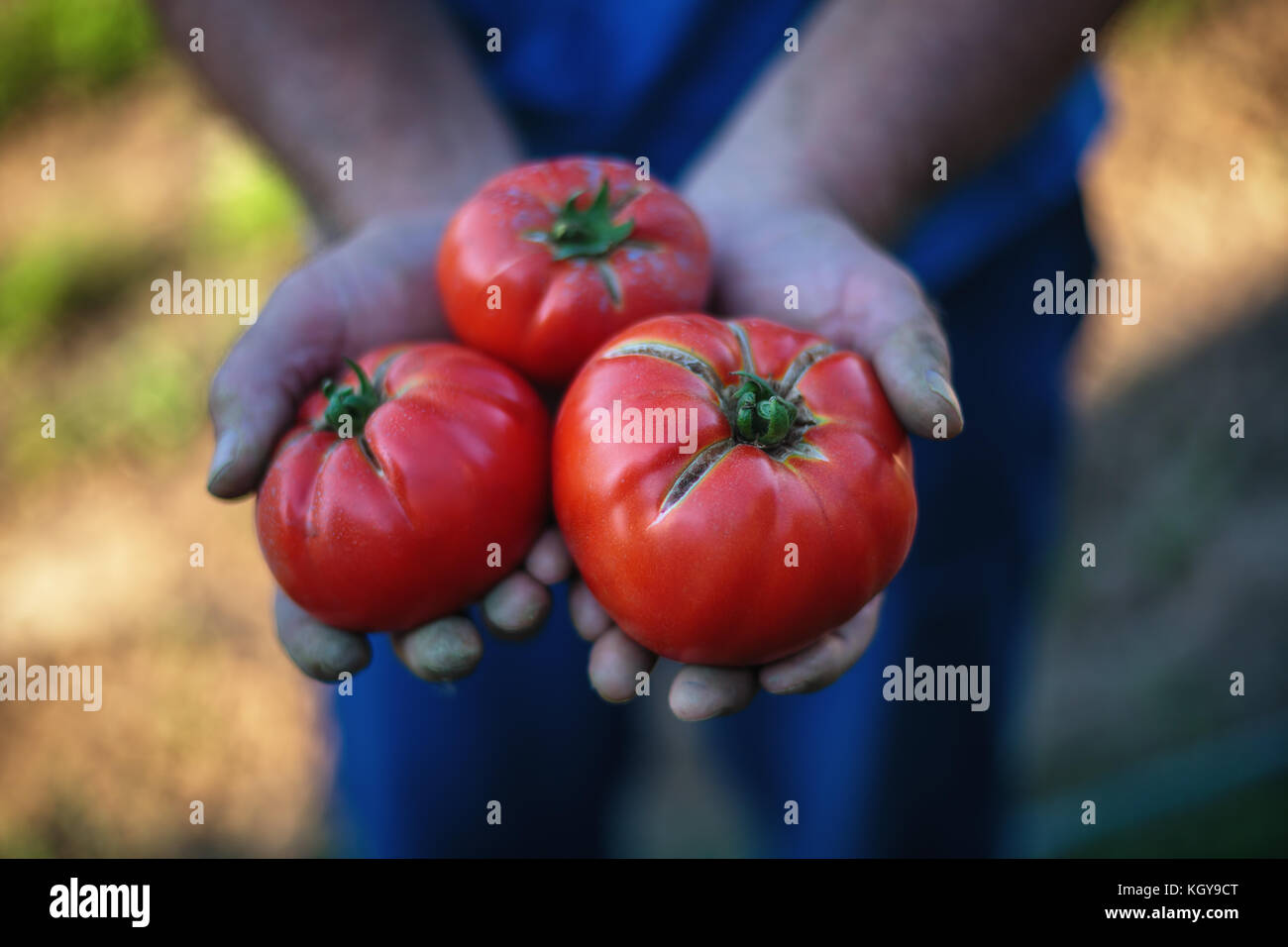 Raccolto di pomodoro. Gli agricoltori mani di fresco con pomodori raccolti Foto Stock