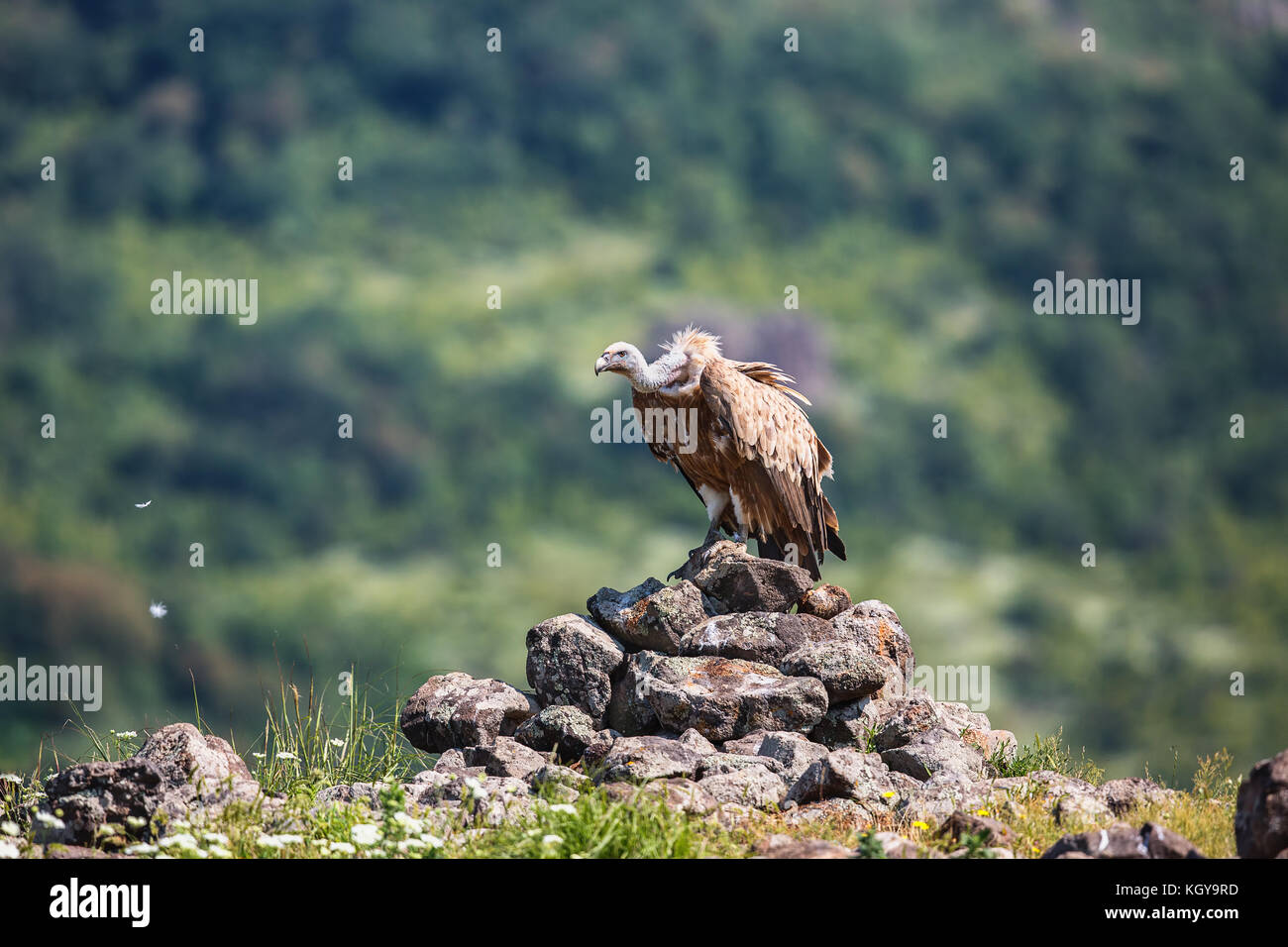 Grifone in un ritratto dettagliato, in piedi su una roccia di supervisionare il suo territorio Foto Stock