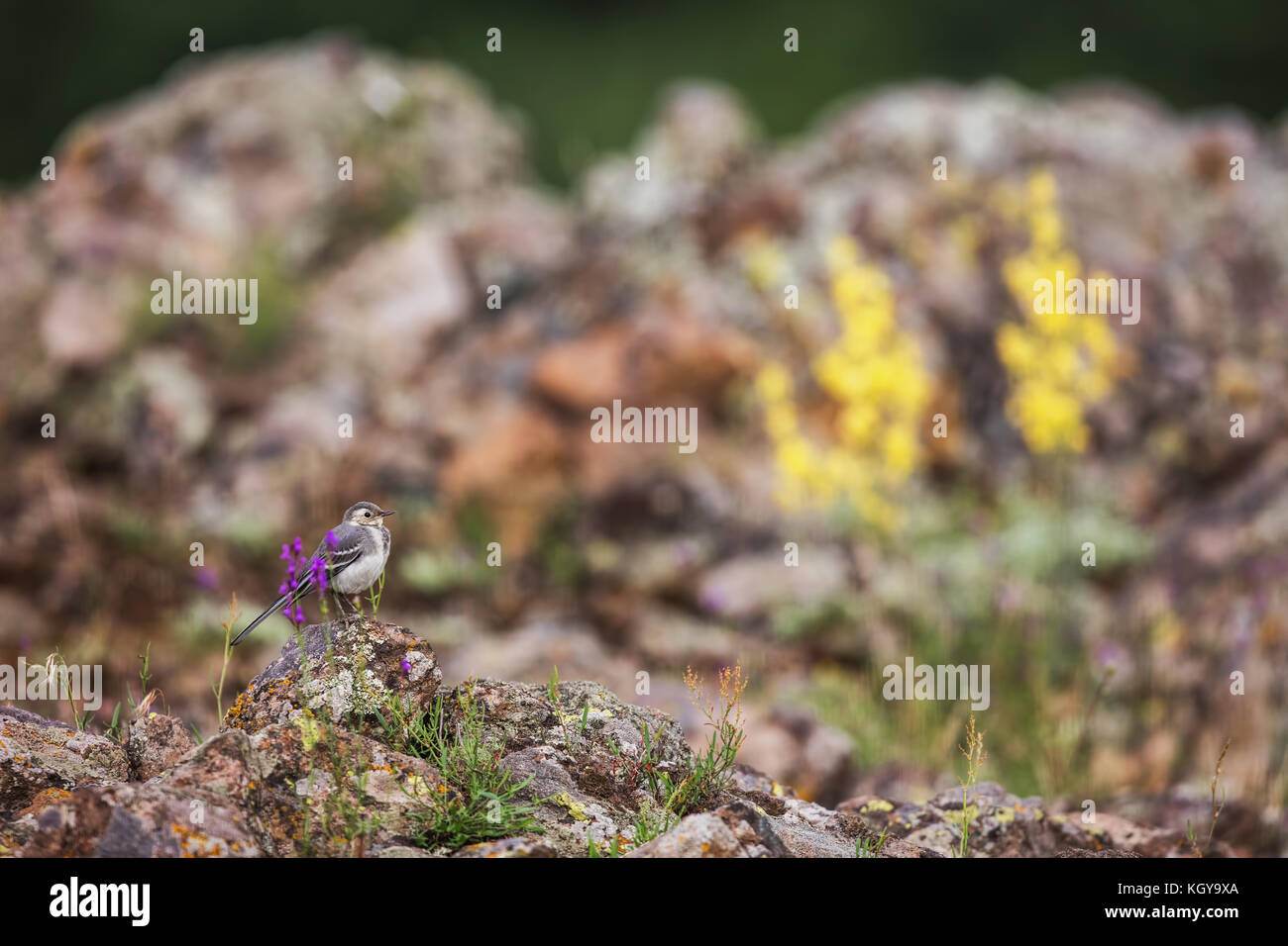 Vista del bellissimo uccello Motacilla alba. Foto Stock