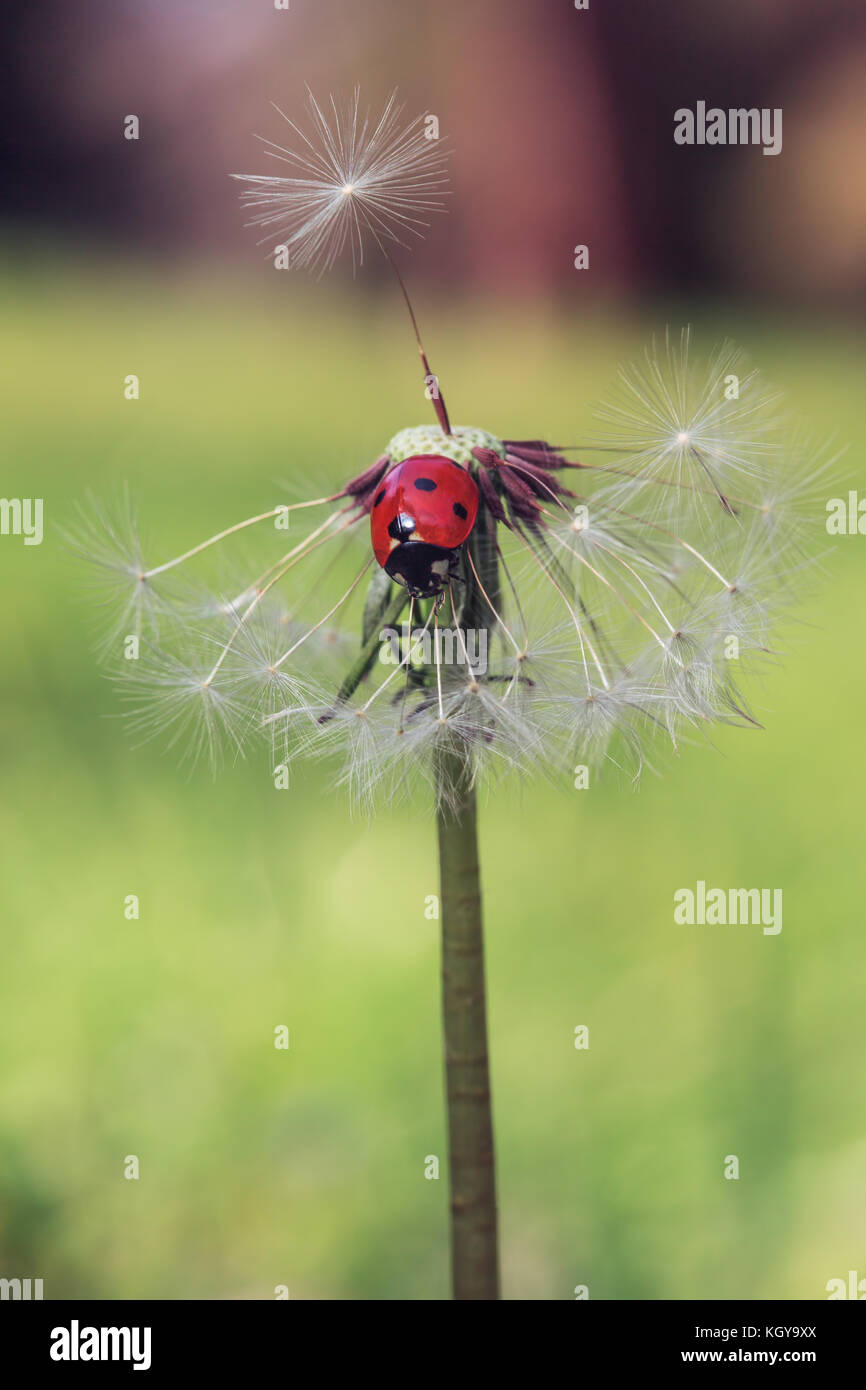 Ladybug e tarassaco, macro shot Foto Stock