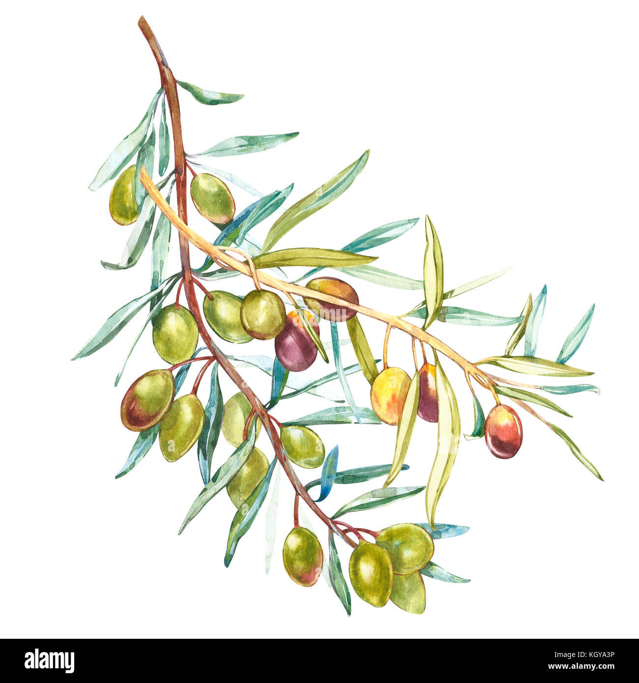 Un ramo di ripe olive verdi. acquerello e illustrazione botanica isolati su sfondo bianco. Elementi per decorare la progettazione di imballaggi. Foto Stock