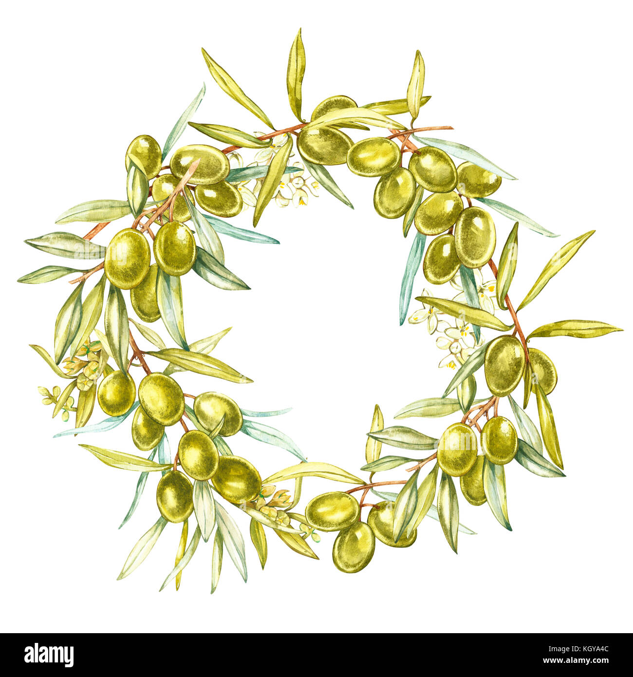 Acquerello colorata ghirlanda realistico con maturi olive verdi da tavola rotonda su sfondo bianco. Foto Stock