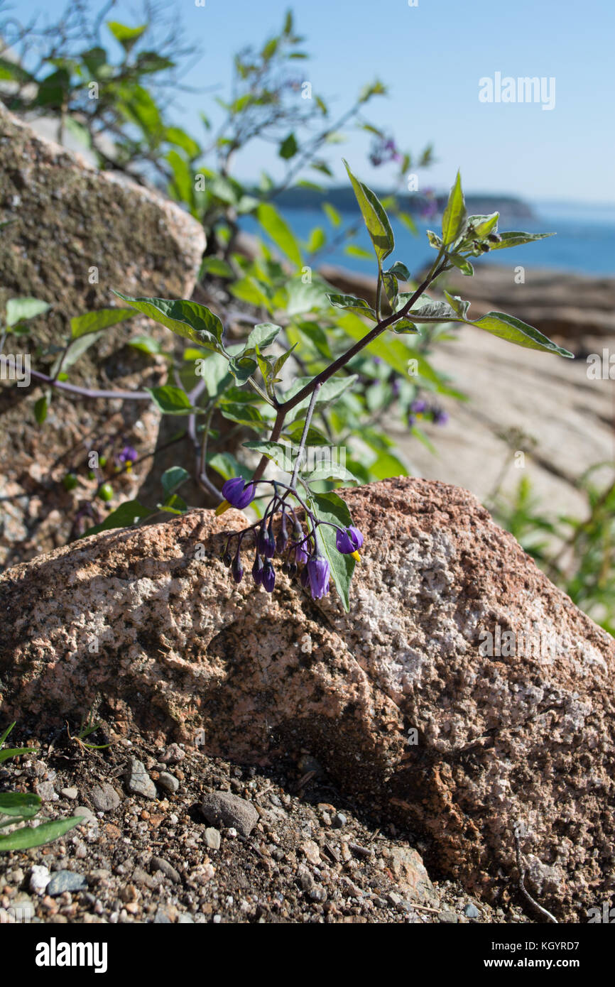 Il dolce, fiori viola tenere veloce tra le rocce di granito lungo la costa del Maine nel parco nazionale di Acadia. Foto Stock