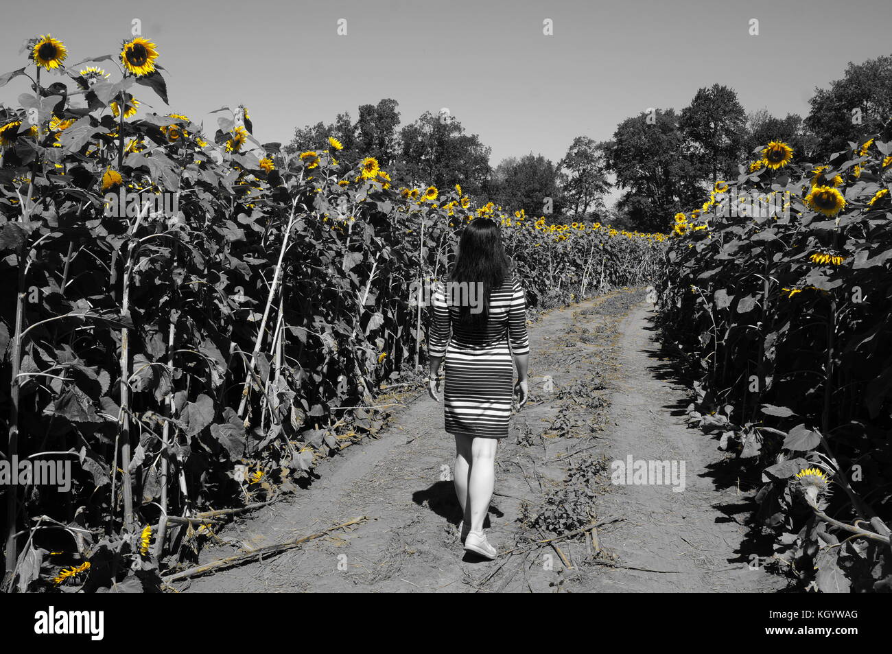 Una donna in un campo di girasoli Foto Stock