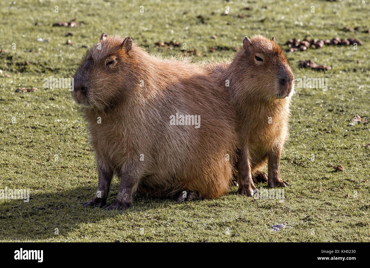 Capybara a testa doppia Foto Stock