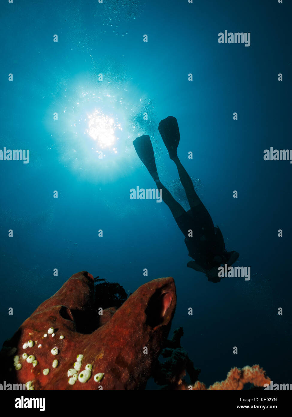 Scuba diving in Indonesia Foto Stock