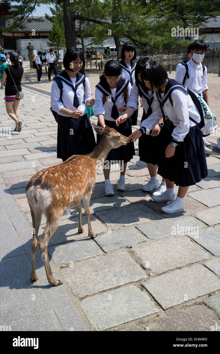 Nara, Giappone - 29 maggio 2017: Studenti in uniforme che nutrono il cervo al tempio Todai-ji Foto Stock