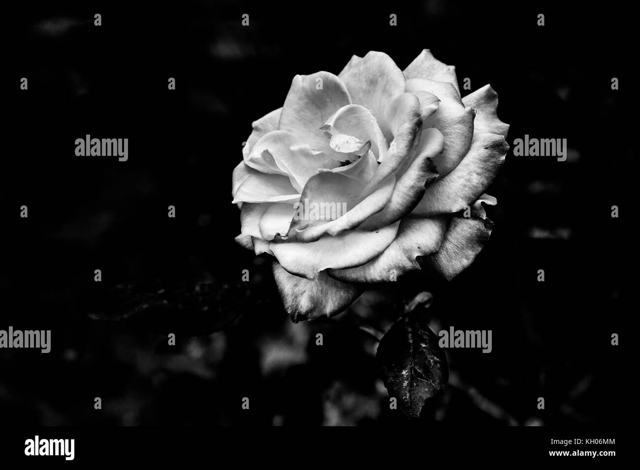 #2 rose Foto Stock