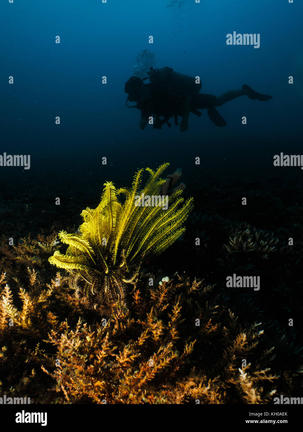 Scuba diving in Indonesia Foto Stock