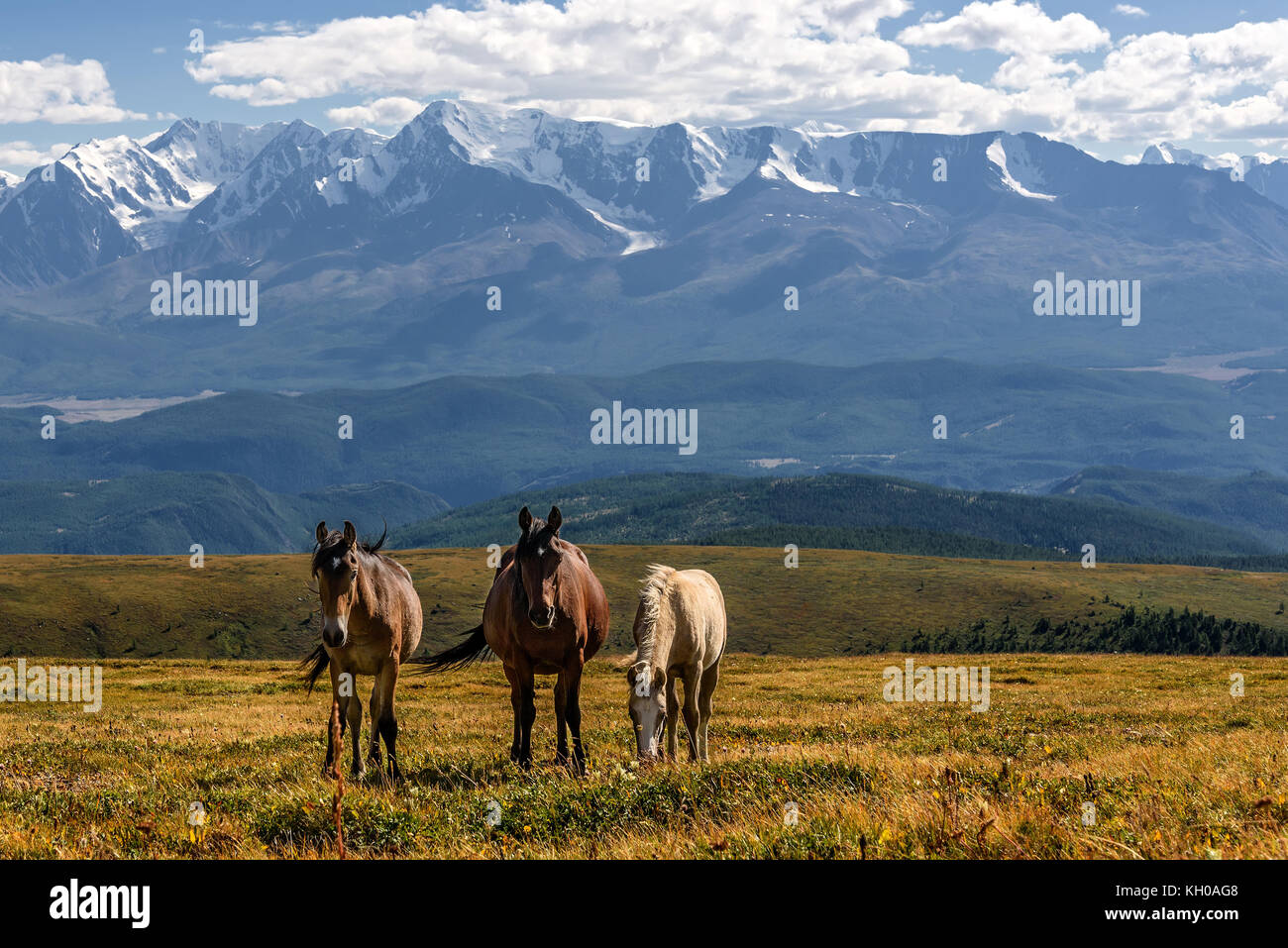 Vista panoramica con i cavalli al pascolo nel prato sulla collina contro lo sfondo delle montagne di neve e ghiacciai Foto Stock
