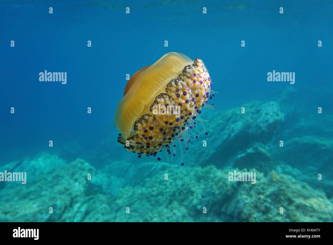 Meduse subacquea, un mediterraneo jelly cotylorhiza tuberculata, Catalonia, costa brava, Cap de Creus, Spagna Foto Stock