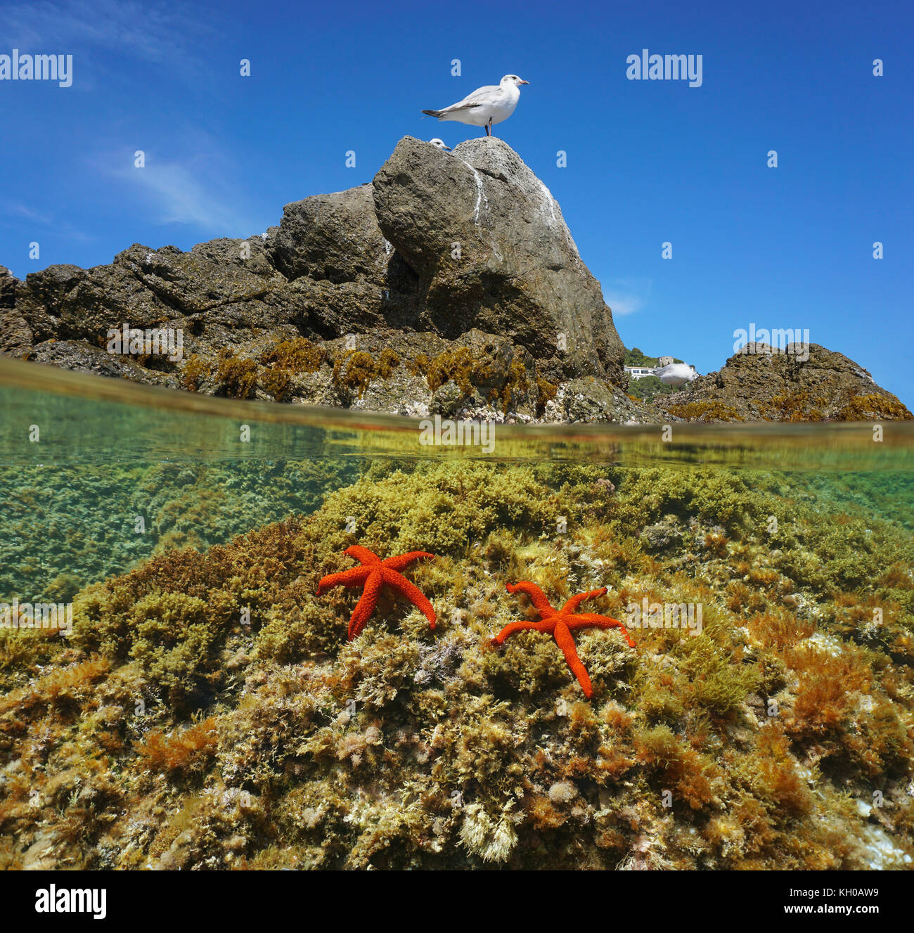 Al di sopra e al di sotto della superficie dell'acqua, mediterraneo gabbiano su una roccia con il mare rosso stelle subacquea, Roses in Costa Brava Catalogna Foto Stock