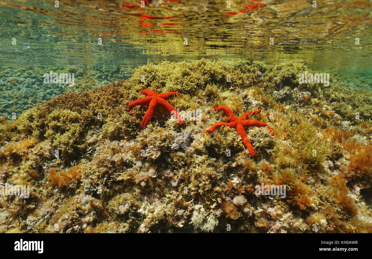 Due subacquei rosso mediterraneo stelle di mare, Echinaster sepositus, in acque poco profonde su una roccia con alghe, Roses in Costa Brava Catalogna Foto Stock