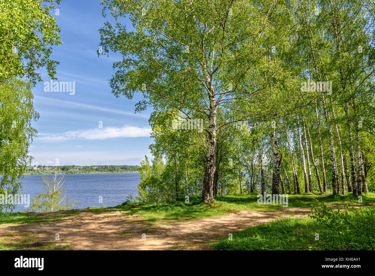 Bellissimo paesaggio con una lunga e sottile di betulle con foglie verdi in un boschetto di betulle sulle rive del fiume e il percorso del fiume Foto Stock