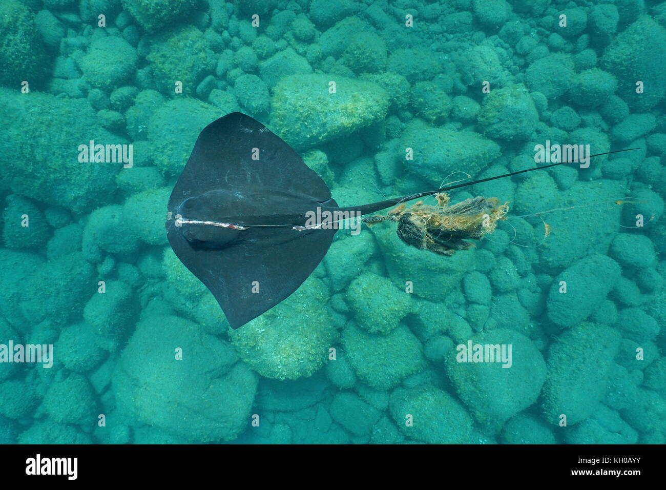 Underwater un comune stingray, dasyatis pastinaca, con un grave pregiudizio, intrecciati in una linea di pesca, visto da sopra, mare mediterraneo, Spagna Foto Stock