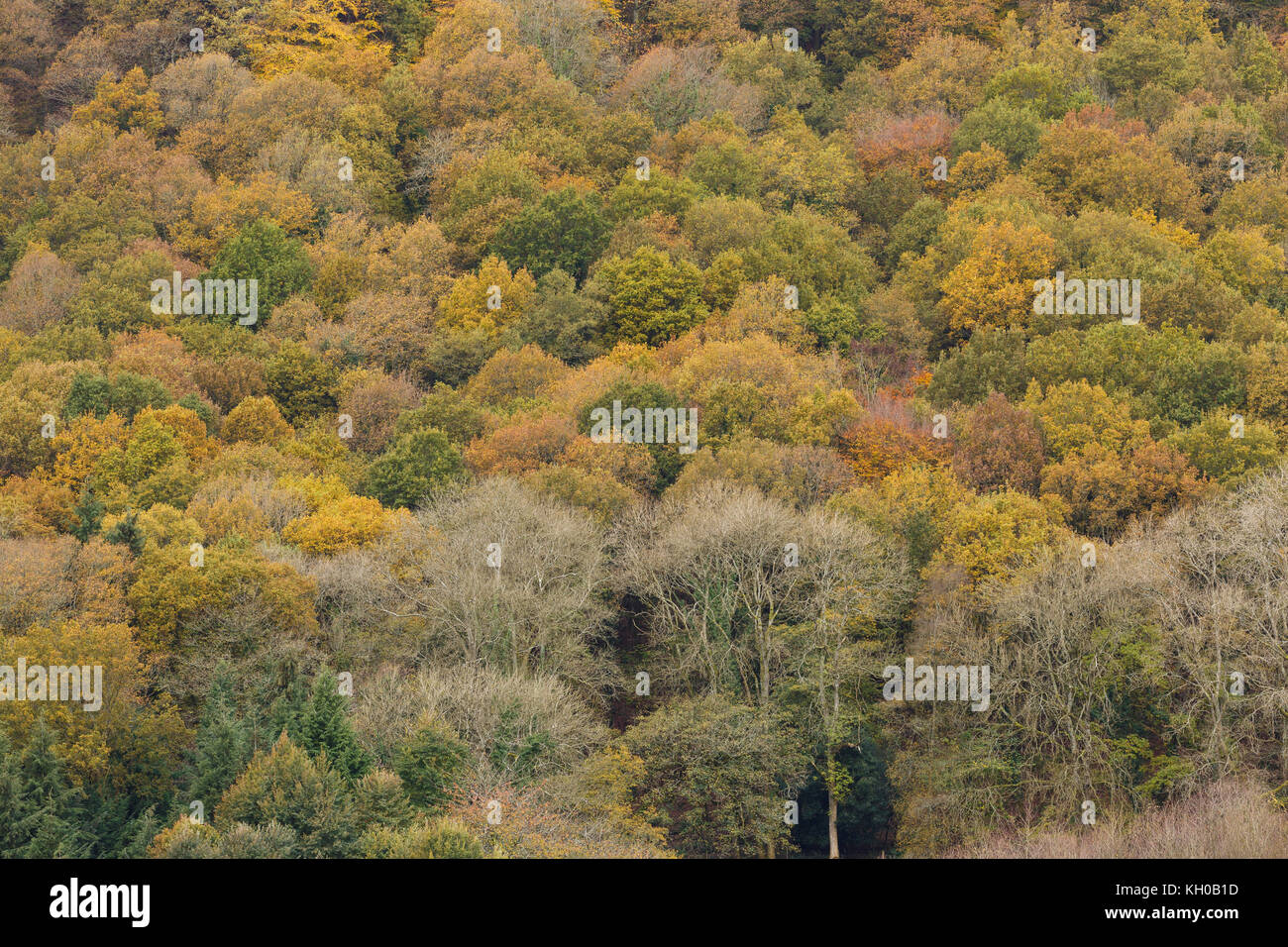 Colore di autunno nella valle del Wye, Monmouthshire, Wales, Regno Unito Foto Stock