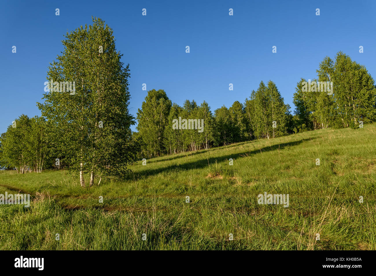 Bellissimo sfondo naturale con lunghi e sottili di betulla con foglie verdi in un boschetto di betulle su uno sfondo di cielo blu Foto Stock