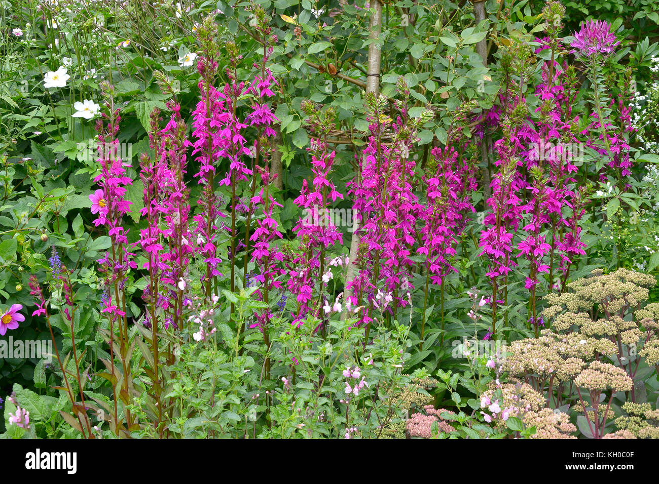 Un giardino di fiori merita di confine lobelia x speciosa 'Tania' Foto Stock