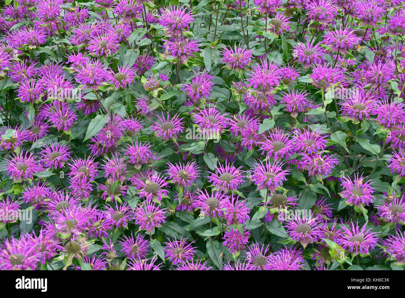 Una chiusura del giardino fiorito confine con monarda didyma rendendo un display a colori Foto Stock