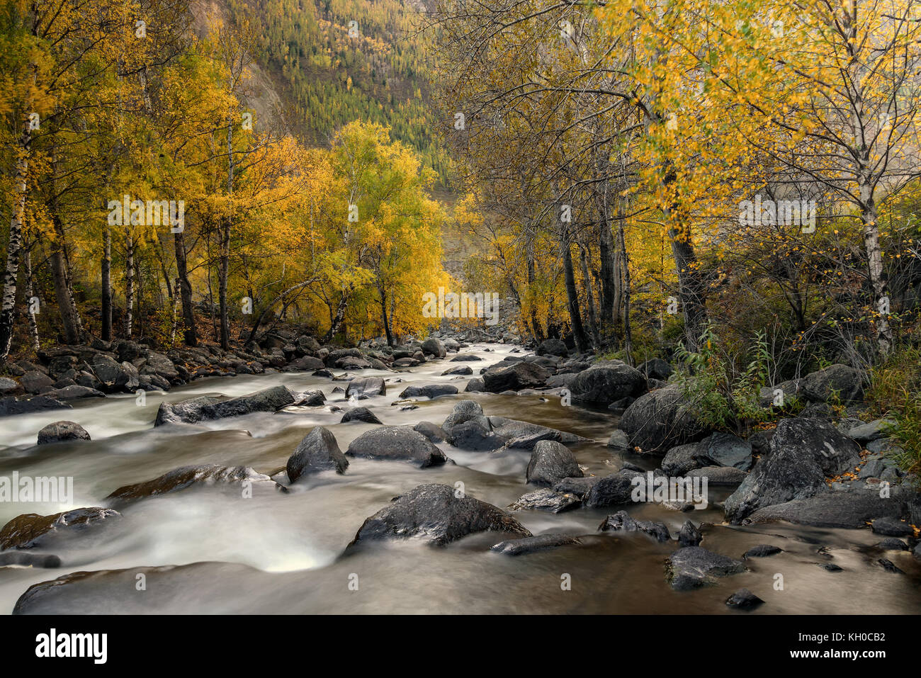 Vista panoramica del veloce fiume di montagna con una bella acqua liscia e pietre, con alberi di betulla con foglie di giallo sulla costa, shot su lunga esposizione Foto Stock