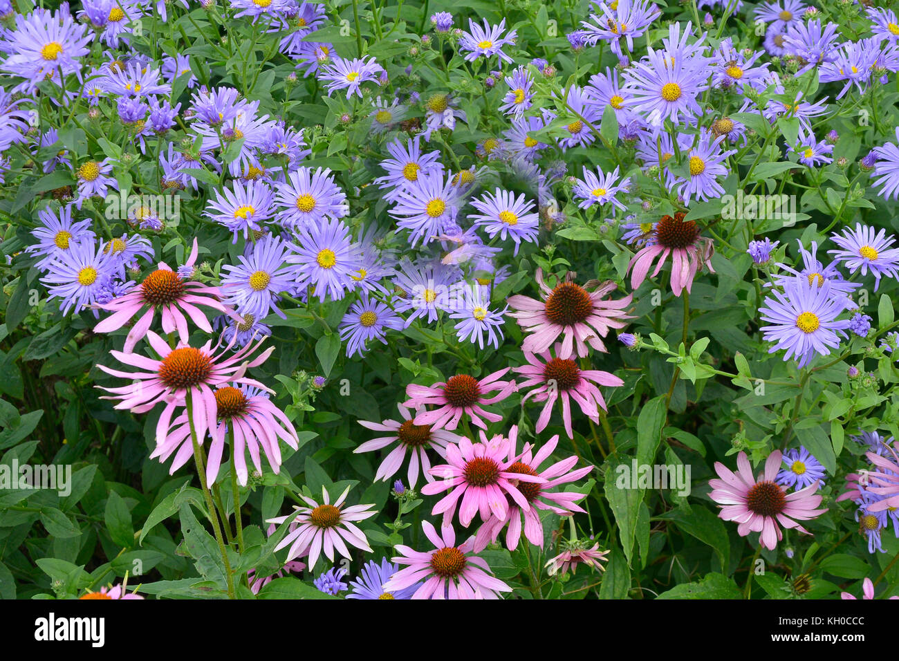 Un giardino confine con associazioni vegetali di anemoni e echiinacea purpurea Foto Stock