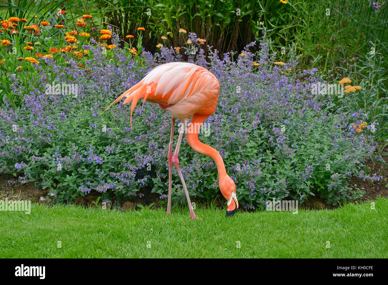 Un colorato flamingo pascolo prima di un confine di fiori in un giardino di campagna Foto Stock
