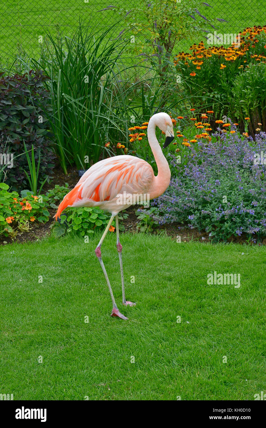Un colorato flamingo prima di un confine di fiori in un giardino di campagna Foto Stock