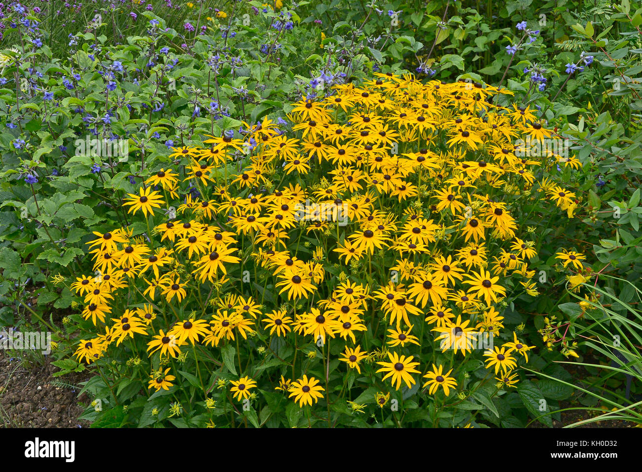 Un grande gruppo di colorata fioritura rudbeckia fulgida var. sullivantii 'goldstrum Foto Stock
