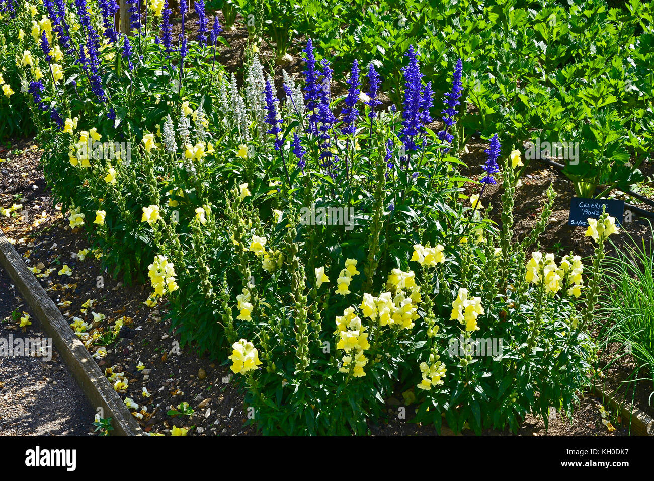 Un grande orto con piantando mescolato di ortaggi e fiori tra cui la salvia, Le calendule e antirrhinums Foto Stock