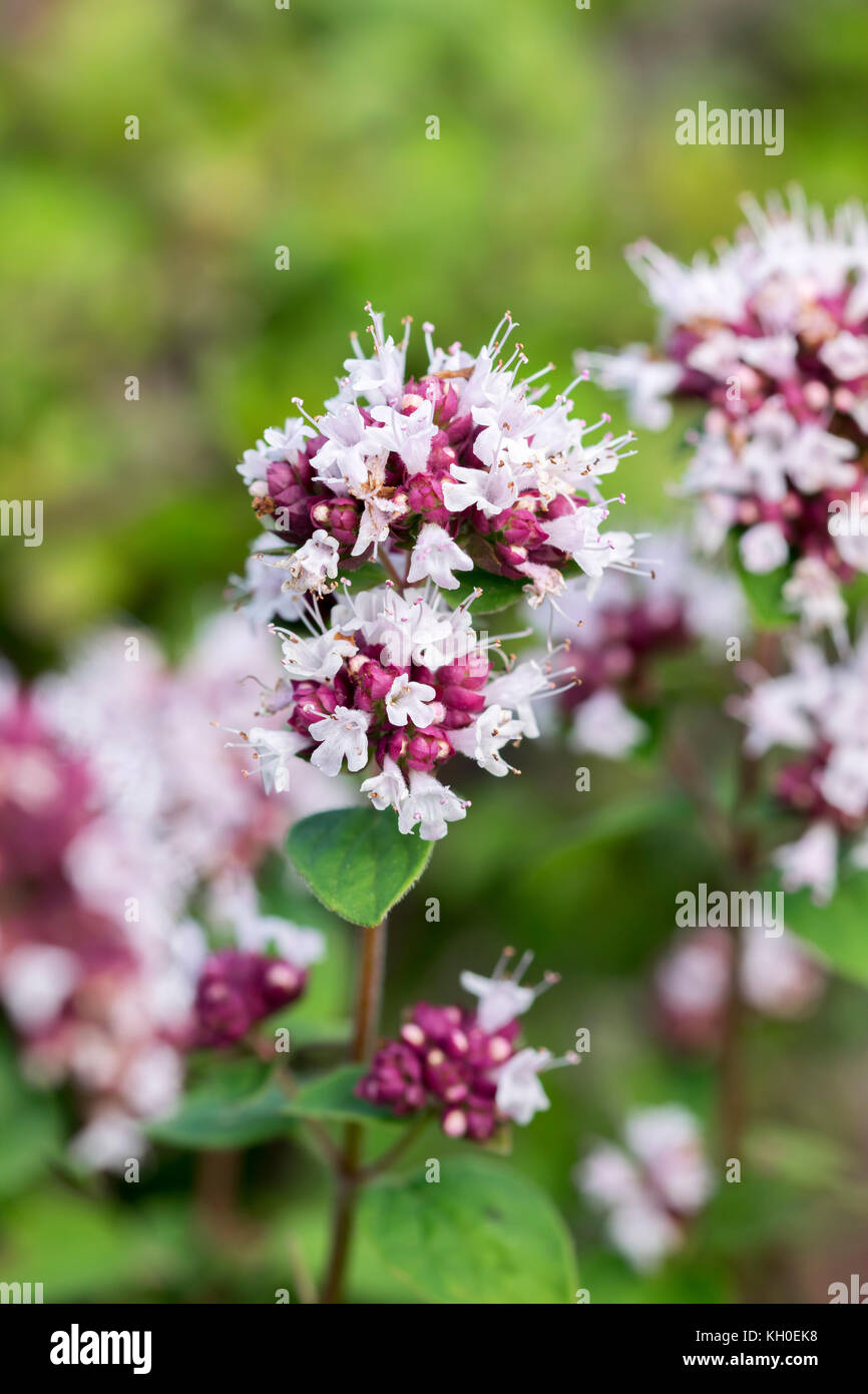 Origano Origanum vulgare Foto Stock