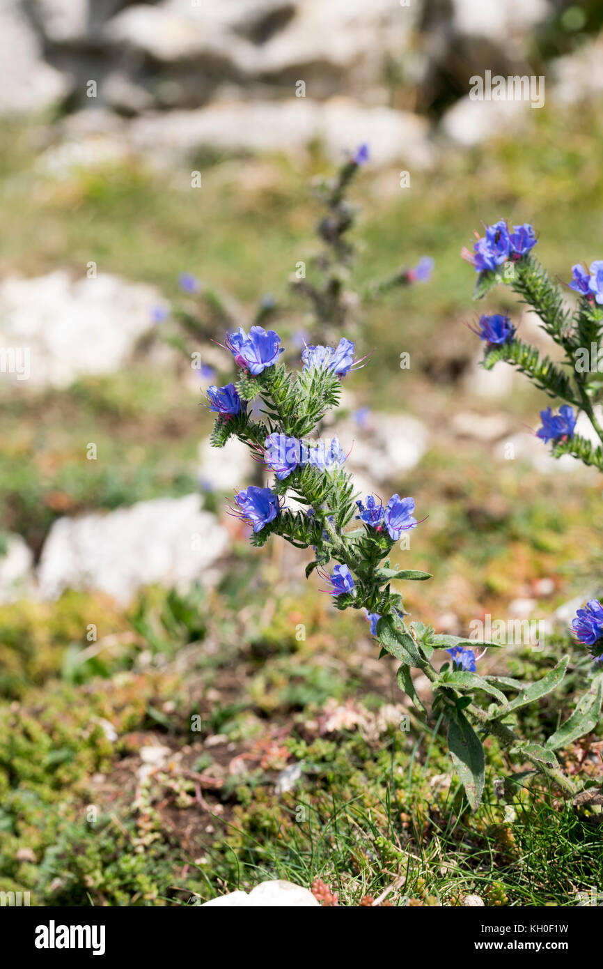 La Viper Bugloss Echium vulgare alla fine della stagione di crescita Foto Stock