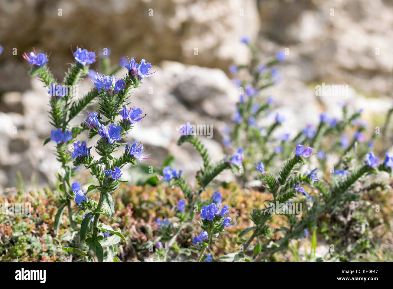 La Viper Bugloss Echium vulgare alla fine della stagione di crescita Foto Stock