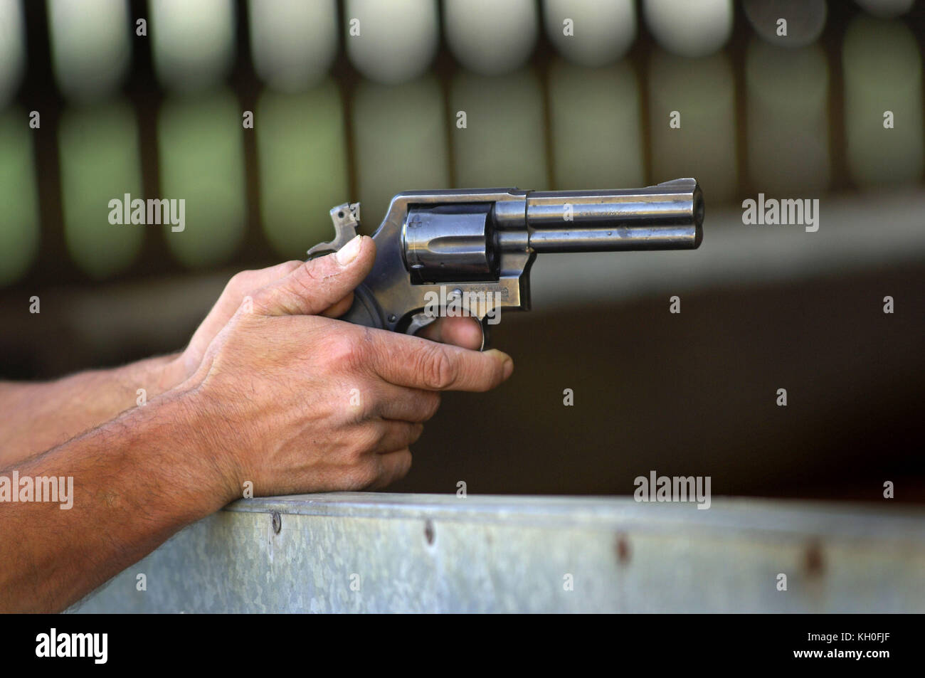 Smith & Wesson .357 revolver Magnum essendo sparati da un slaughterman macellazione di vacche su un Devon farm. Foto Stock