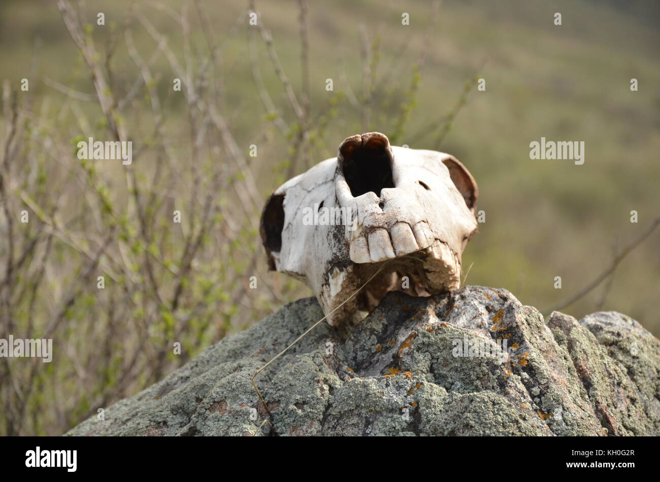 Cranio di cavallo sulla roccia in natura in Kirghizistan, in Asia. Foto Stock
