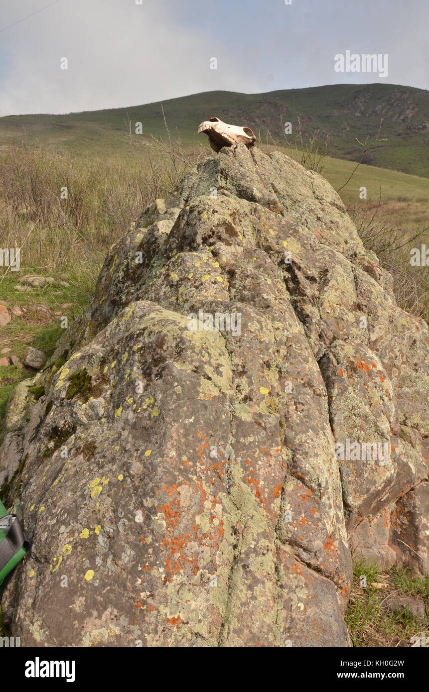 Cranio di cavallo sulla roccia in natura in Kirghizistan, in Asia. Foto Stock