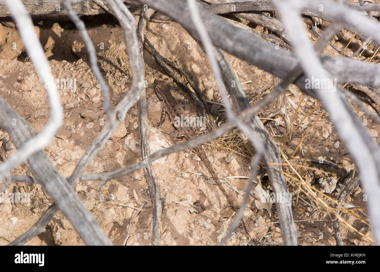 Schott's tree lizard (urosaurus ornatus schottii) da maricopa county, Arizona, Stati Uniti. Foto Stock